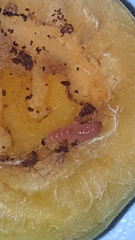 Grapholita funebrana