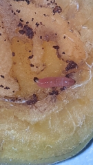 Grapholita funebrana