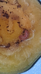 Grapholita funebrana