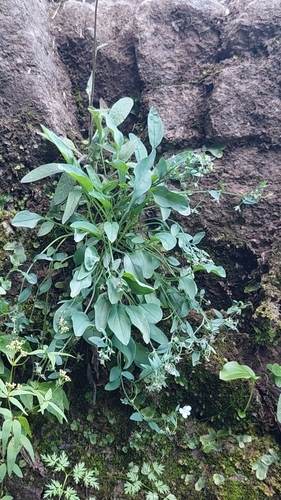 Omphalodes rupestris, photograph 2