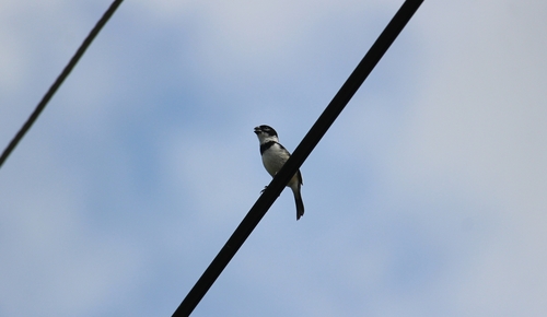 Morelet's Seedeater (Sporophila morelleti), photo 8