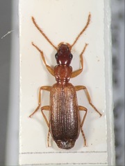 Paradromius linearis