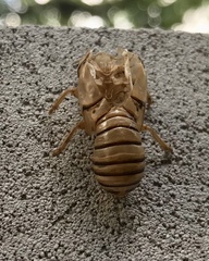 Okanagana viridis