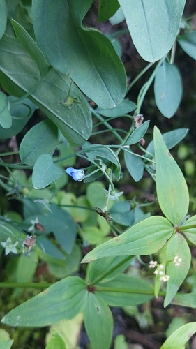 Omphalodes rupestris, photograph 3