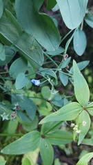Omphalodes rupestris, photograph Алена Ручка, CC BY, iNaturalist via GBIF