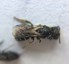 Hoplitis