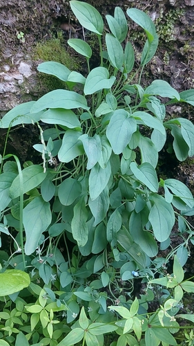 Omphalodes rupestris, photograph 4