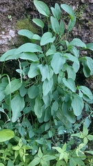 Omphalodes rupestris, photograph Алена Ручка, CC BY, iNaturalist via GBIF