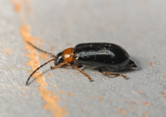 Luperus flavipes