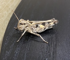 Encoptolophus costalis