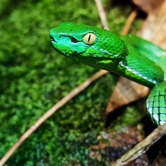 Trimeresurus vogeli