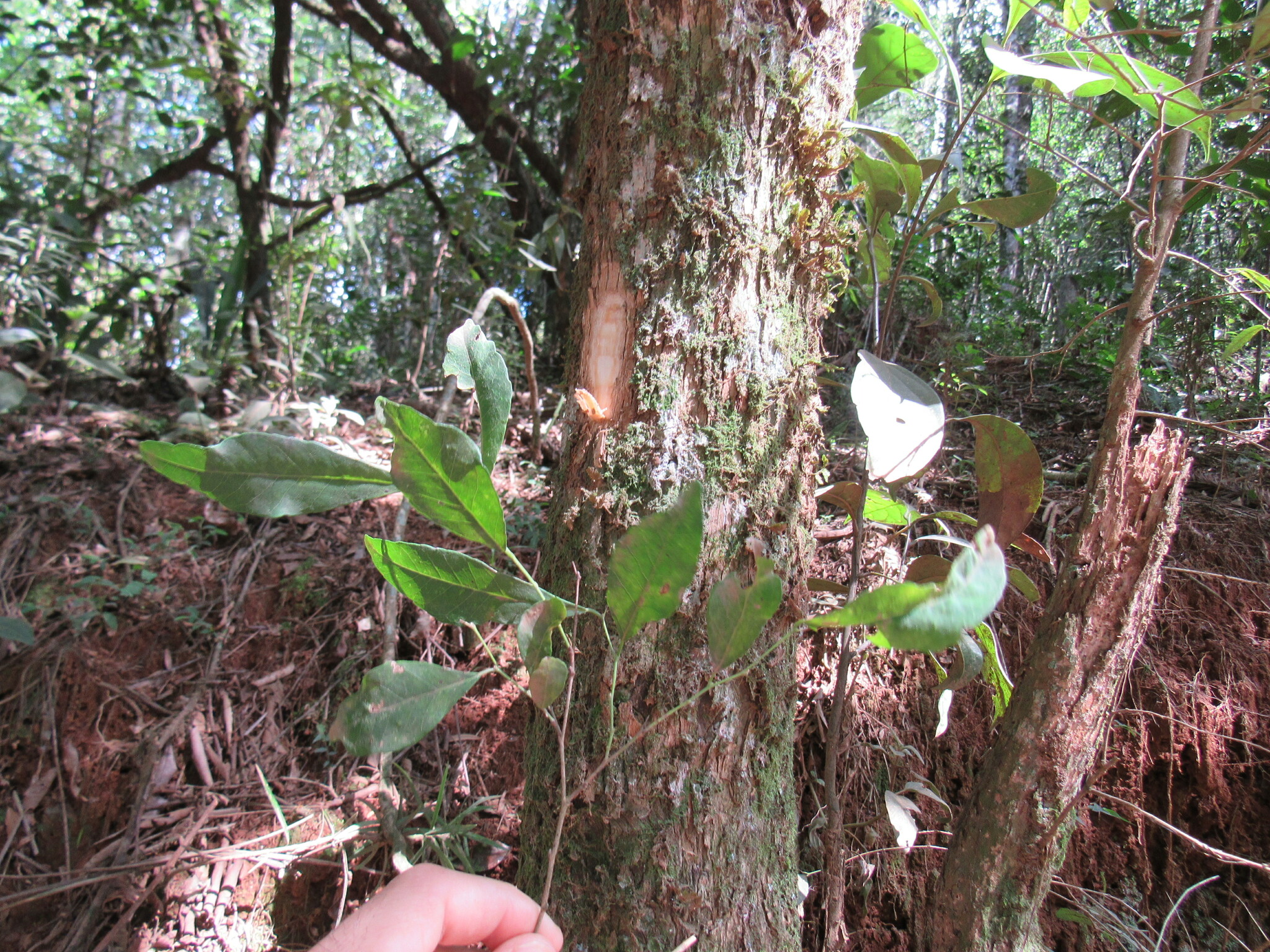 Sebastiania commersoniana