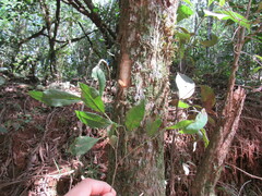 Sebastiania commersoniana