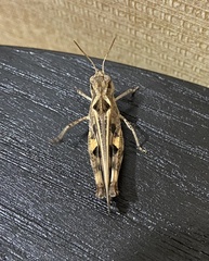 Encoptolophus costalis