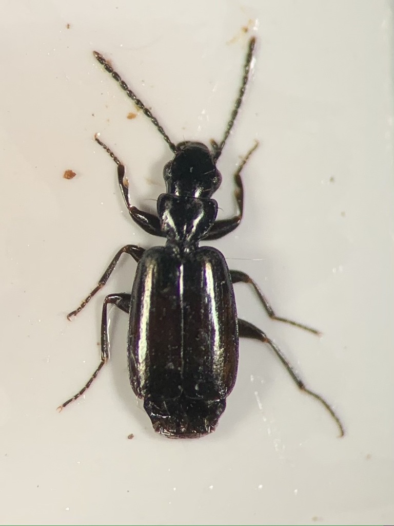 Microlestes luctuosus