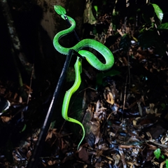 Trimeresurus vogeli