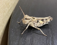 Encoptolophus costalis