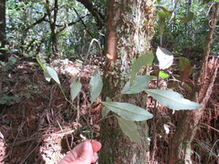 Sebastiania commersoniana