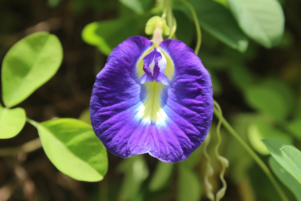 Clitoria ternatea, El Remate, Guatemala
