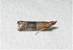Moodna pallidostrinella
