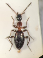 Anthelephila pedestris