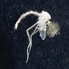 Chaoborus punctipennis