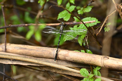 Heliogomphus retroflexus