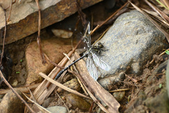 Heliogomphus retroflexus