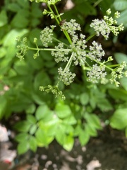 Ligusticum canadense