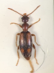 Microhoria
