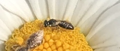 Hylaeus leptocephalus