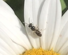 Hylaeus leptocephalus