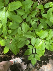 Ligusticum canadense