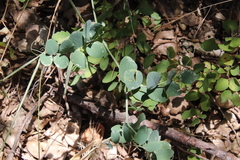 Lathyrus vestitus alefeldii