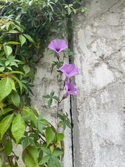 Ipomoea cairica cairica