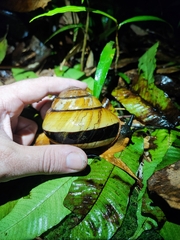 Bertia cambojiensis