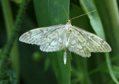 Anania lancealis