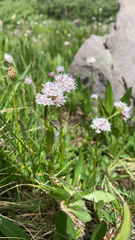 Valeriana acutiloba