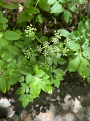 Ligusticum canadense