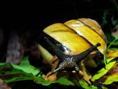 Bertia cambojiensis