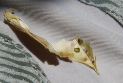 Lathyrus vestitus alefeldii