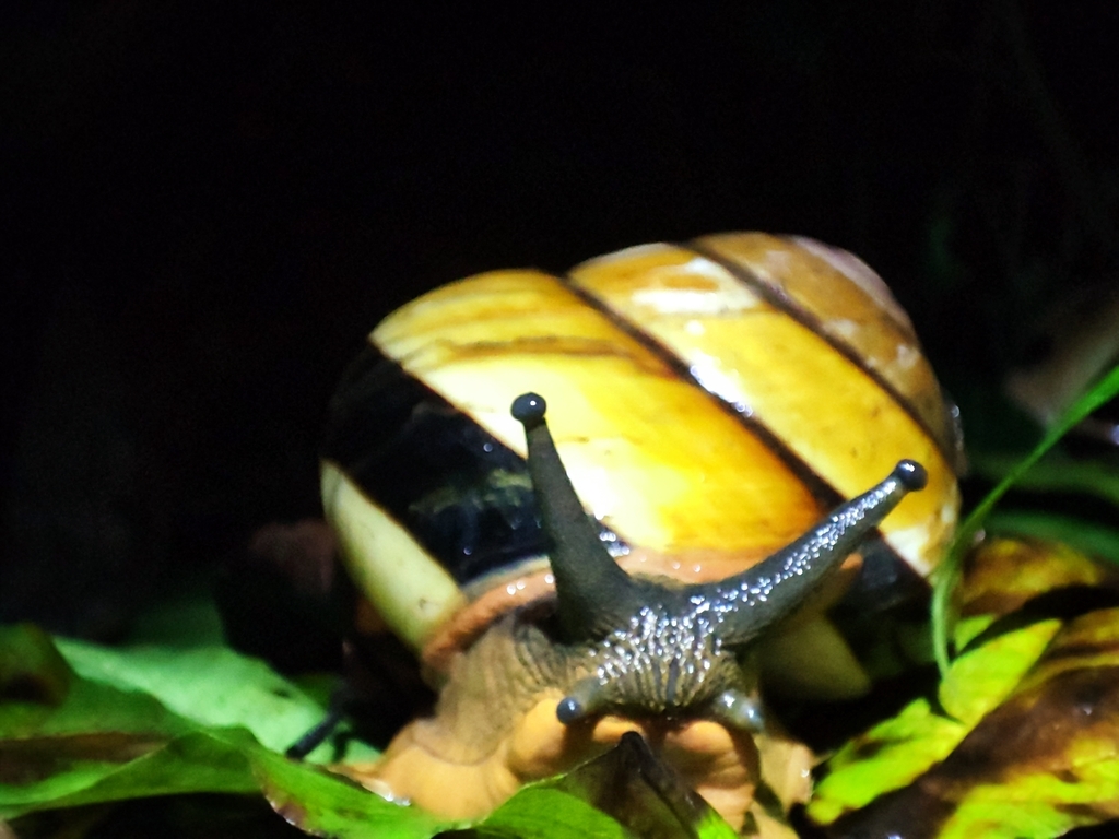Dyakiidae