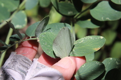 Lathyrus vestitus alefeldii