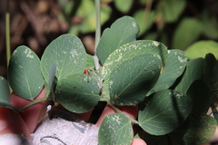 Lathyrus vestitus alefeldii