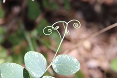 Lathyrus vestitus alefeldii