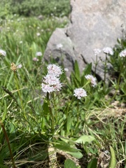 Valeriana acutiloba