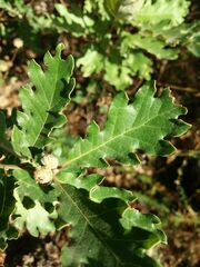 Quercus × diegoi