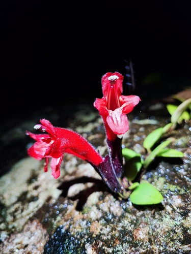 Image of Lipstick Plant (Aeschynanthus pulcher) by (c) Chris Oldnall, some rights reserved (CC BY-SA)