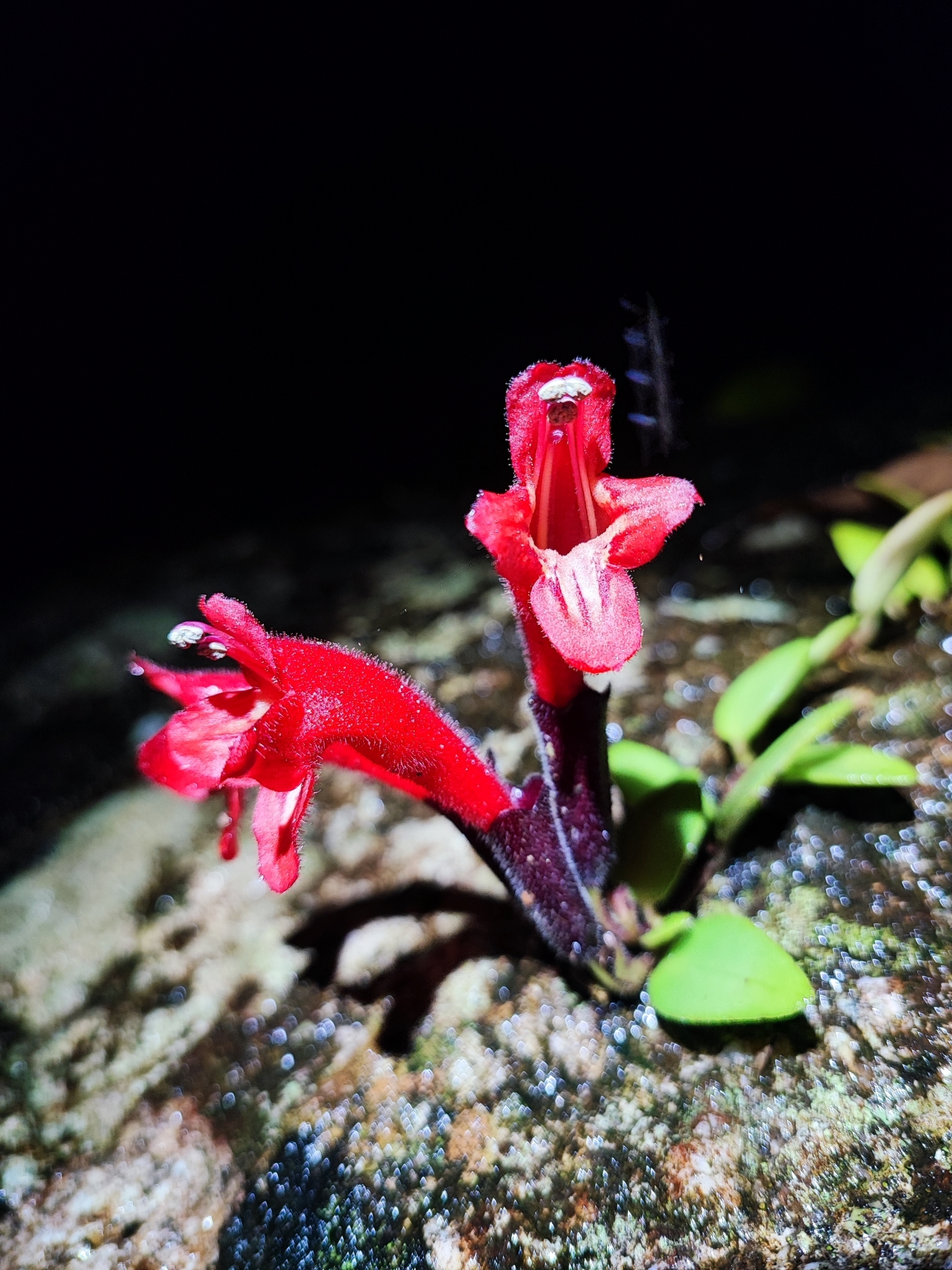 Aeschynanthus pulcher — ảnh 2