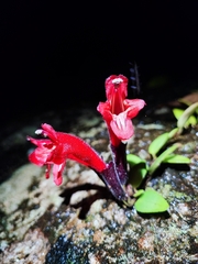 (c) Chris Oldnall, some rights reserved (CC BY-SA) Aeschynanthus pulcher, photograph (c) Chris Oldnall, some rights reserved (CC BY-SA)
